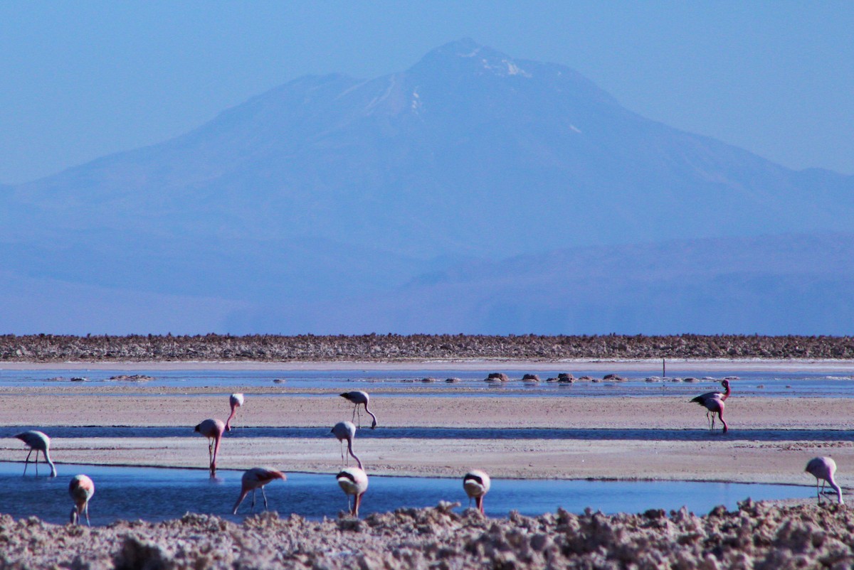 Andean Flamingo - ML22013961