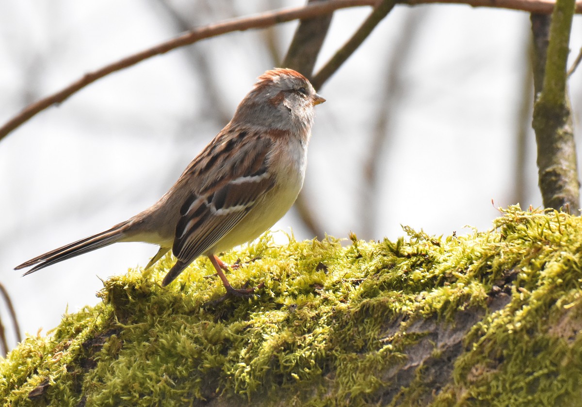American Tree Sparrow - ML220140191