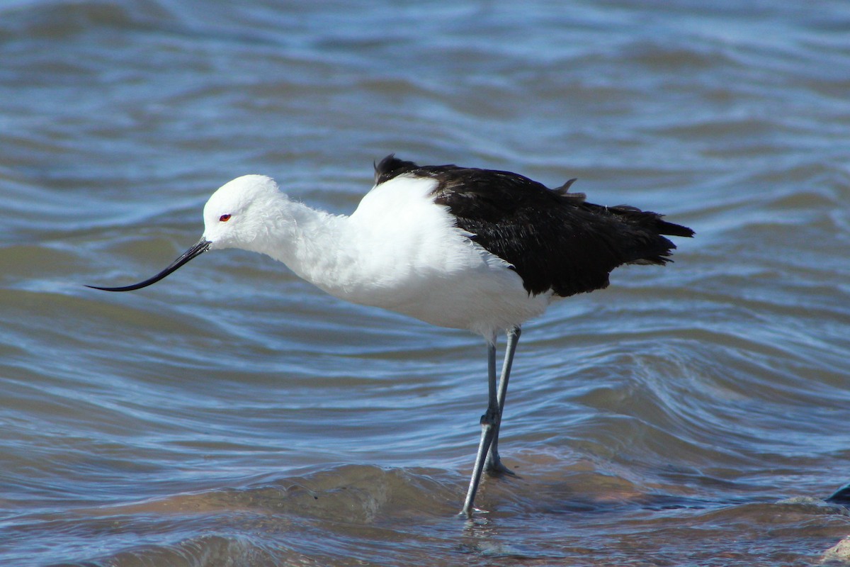 Avocette des Andes - ML22014051