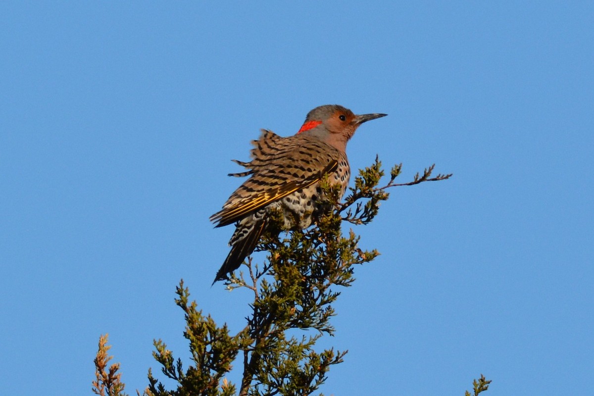 Northern Flicker - Kurt Gaskill