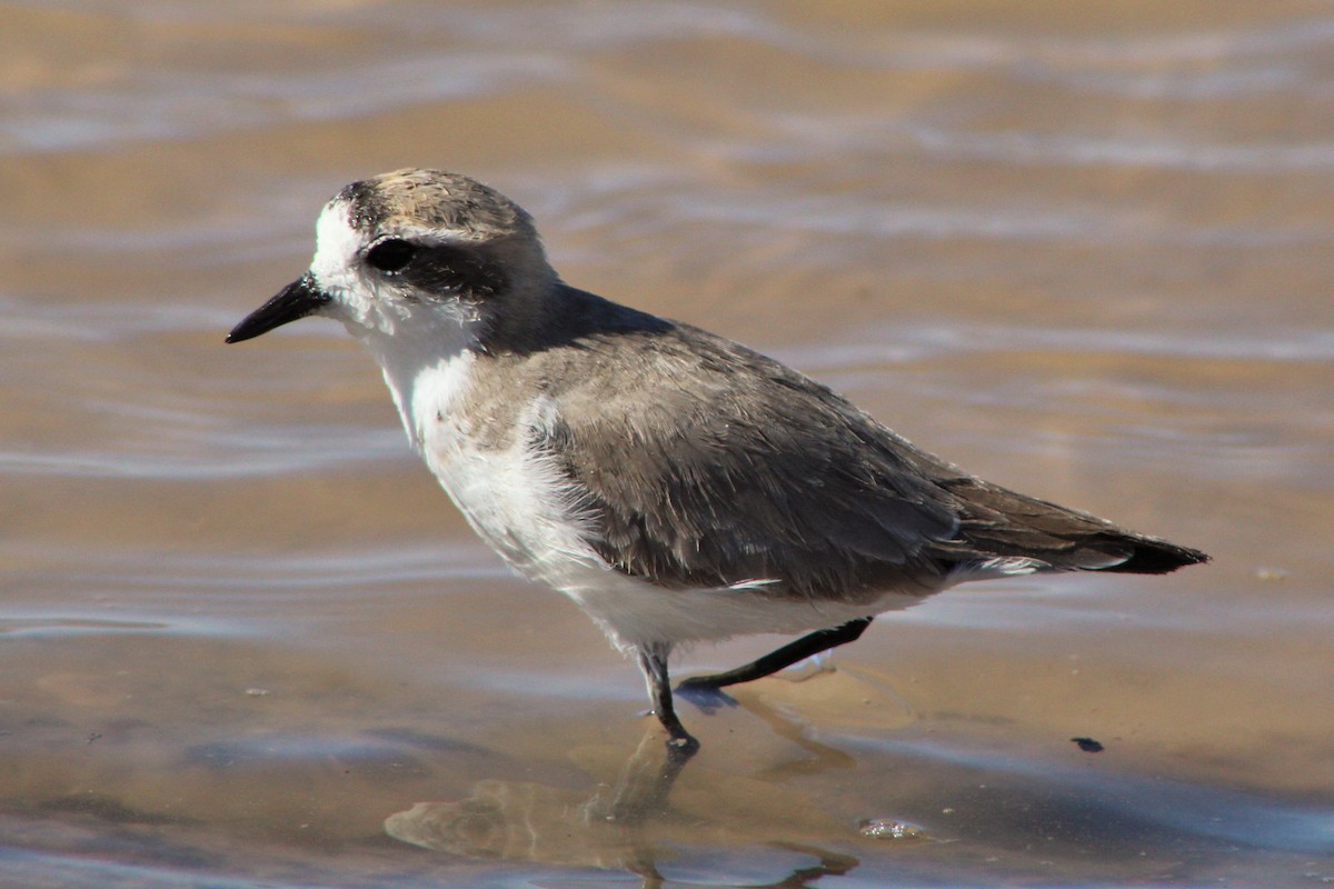 Puna Plover - ML22014221