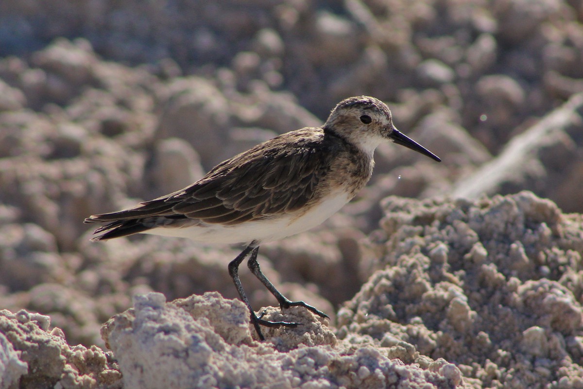 Baird's Sandpiper - ML22014261