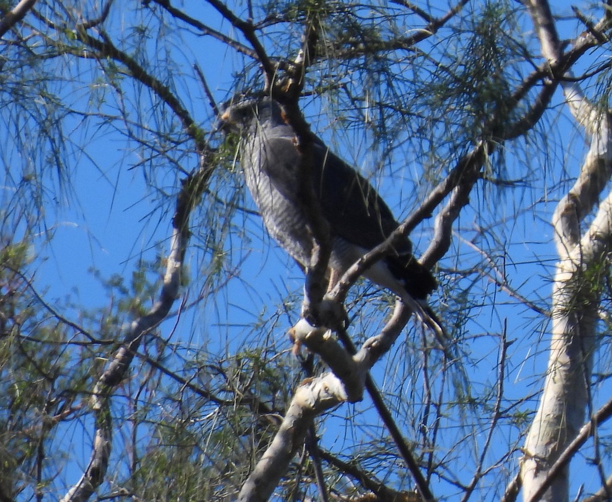 Gray Hawk - ML220143221