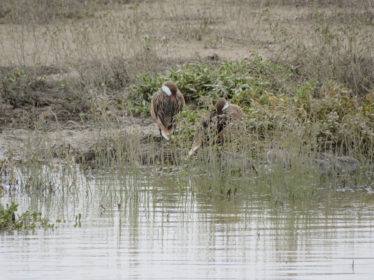 White-cheeked Pintail - Fernando Angulo - CORBIDI