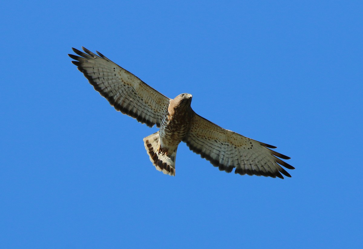 Broad-winged Hawk - ML220143701