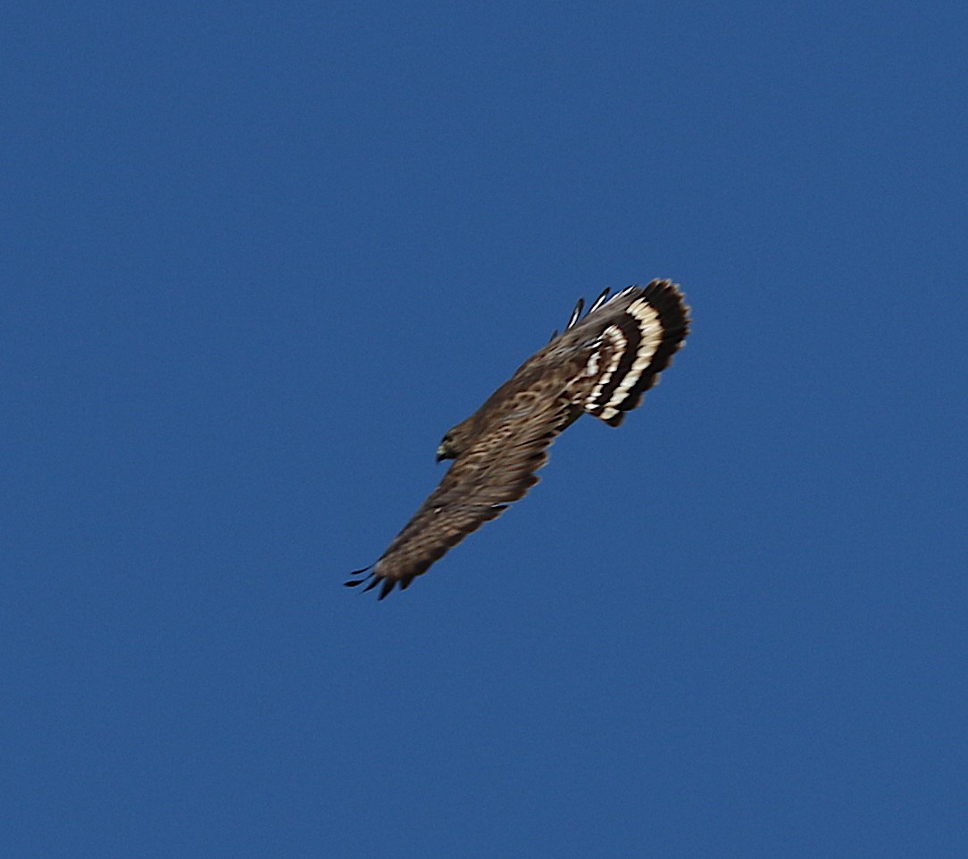 Broad-winged Hawk - ML220143721