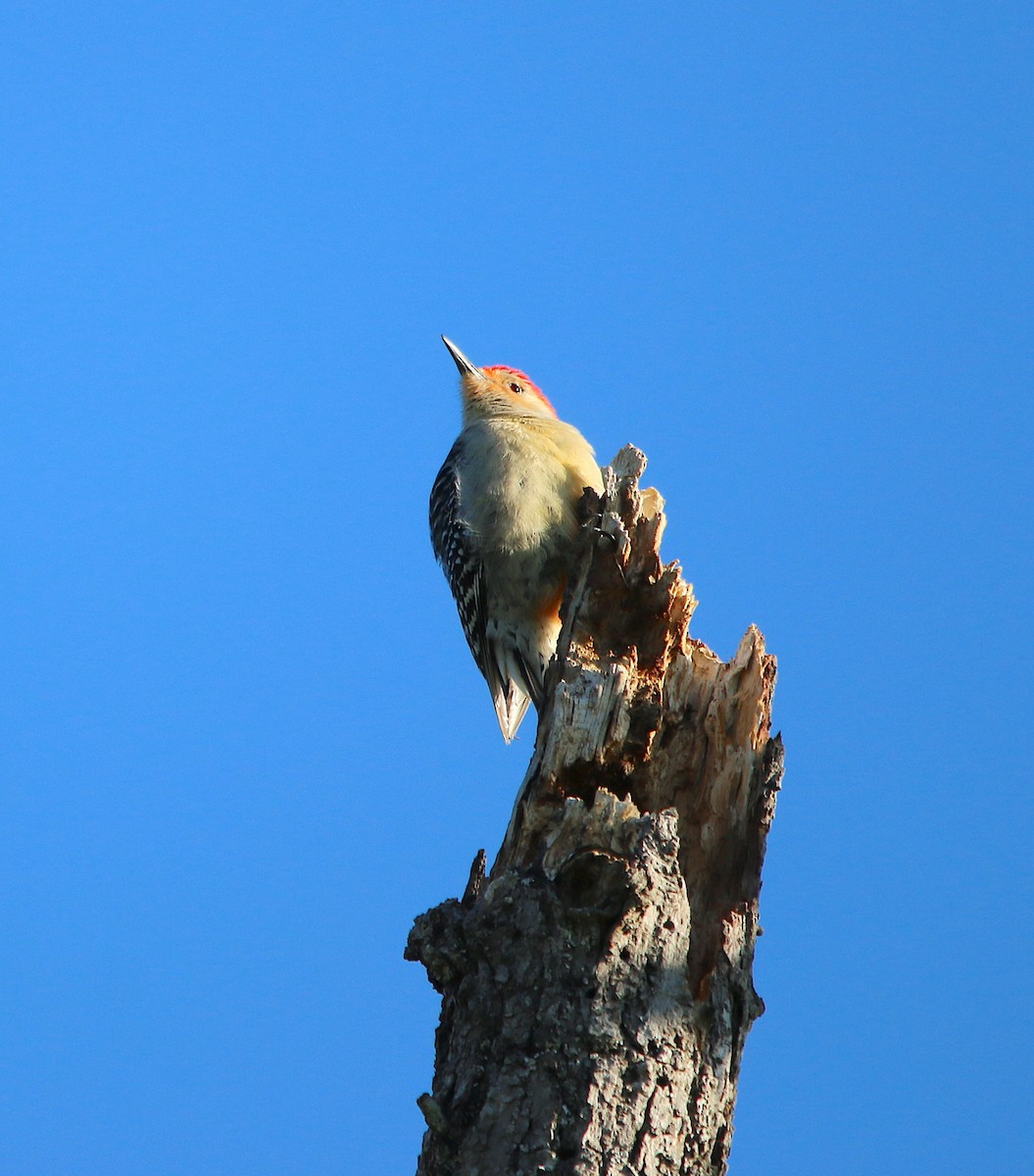 Red-bellied Woodpecker - ML220143901