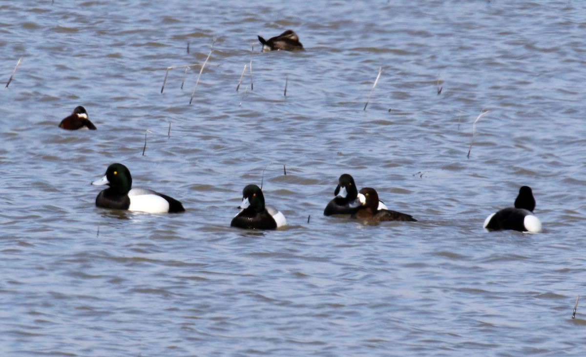 Greater Scaup - ML220143941