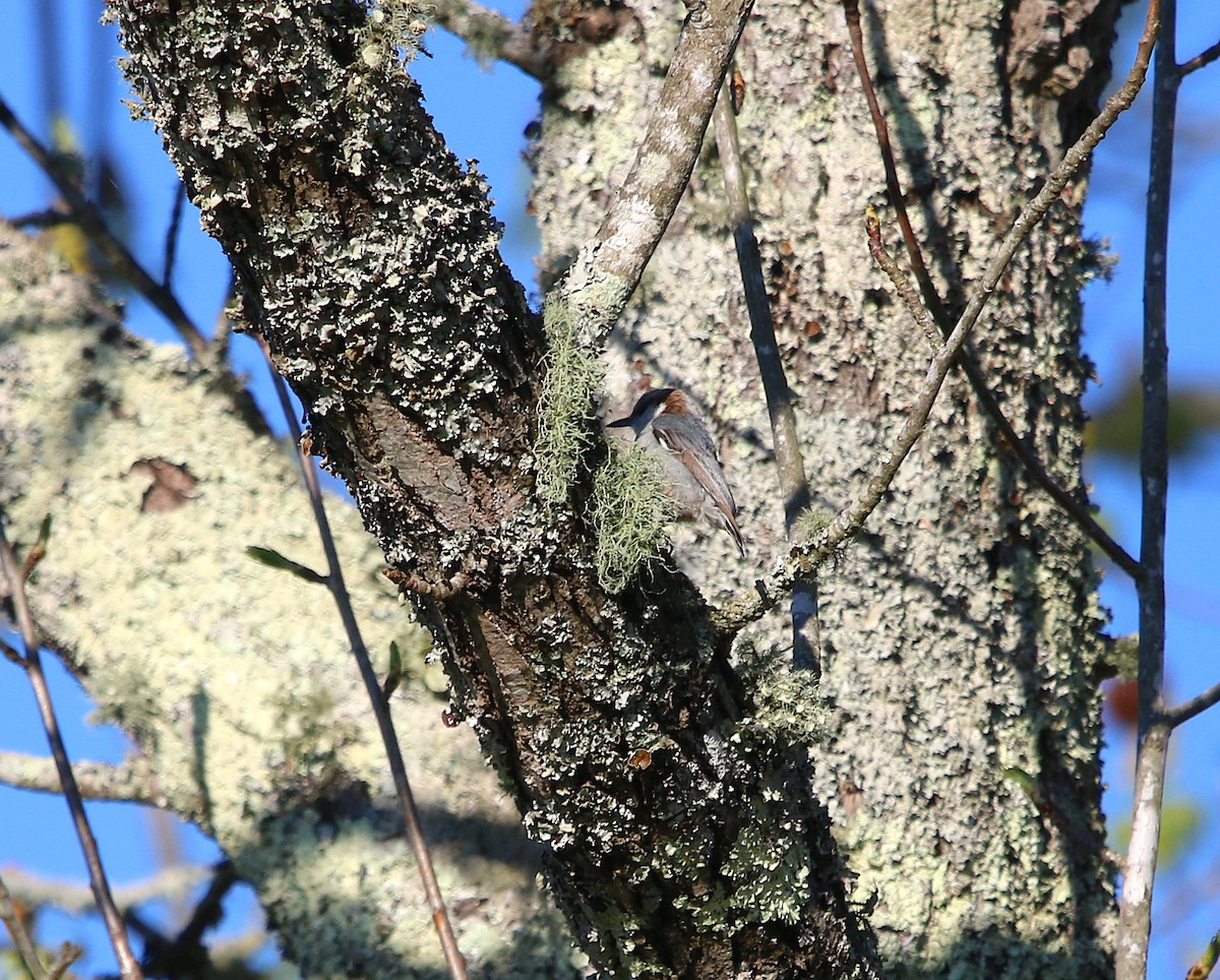 Brown-headed Nuthatch - ML220144041