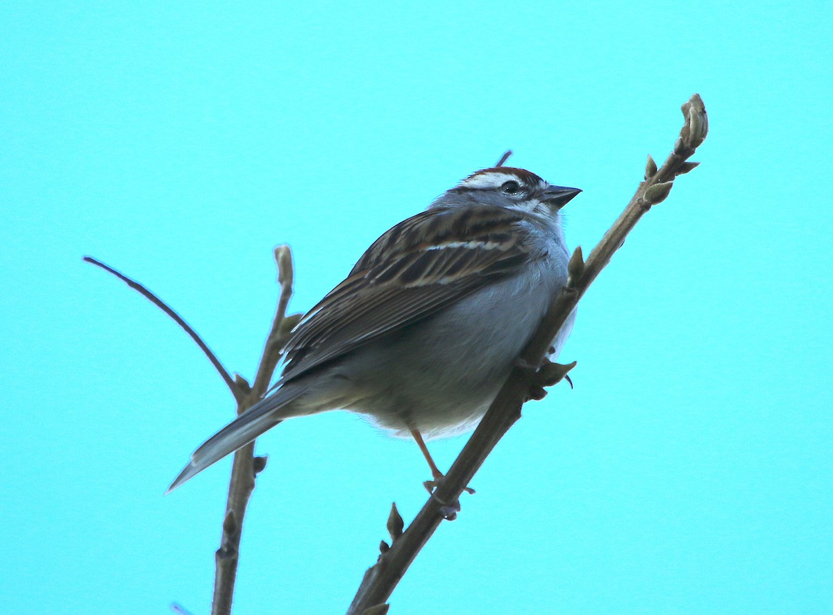 Chipping Sparrow - ML220144191