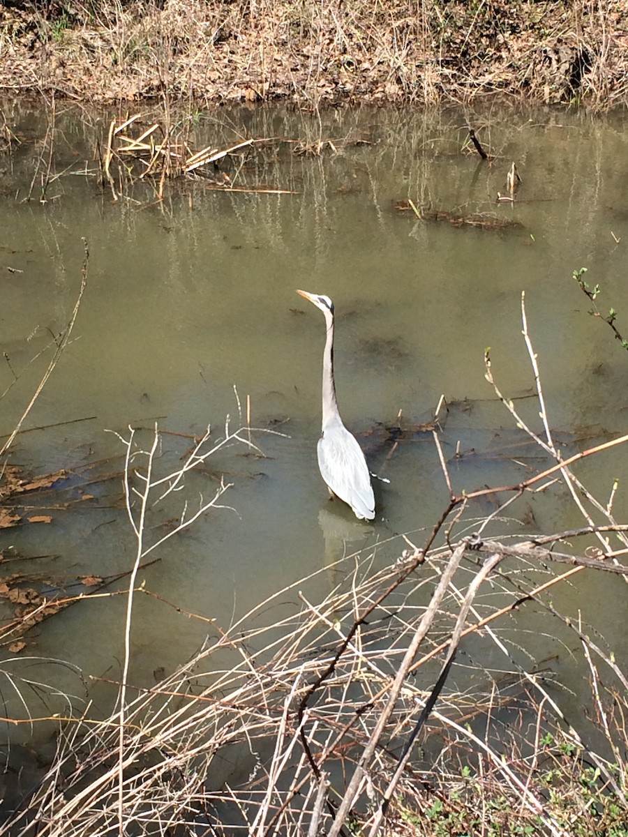 Great Blue Heron - ML220144291