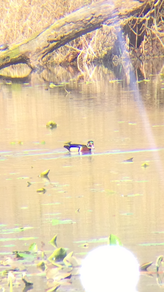 Wood Duck - ML220144381