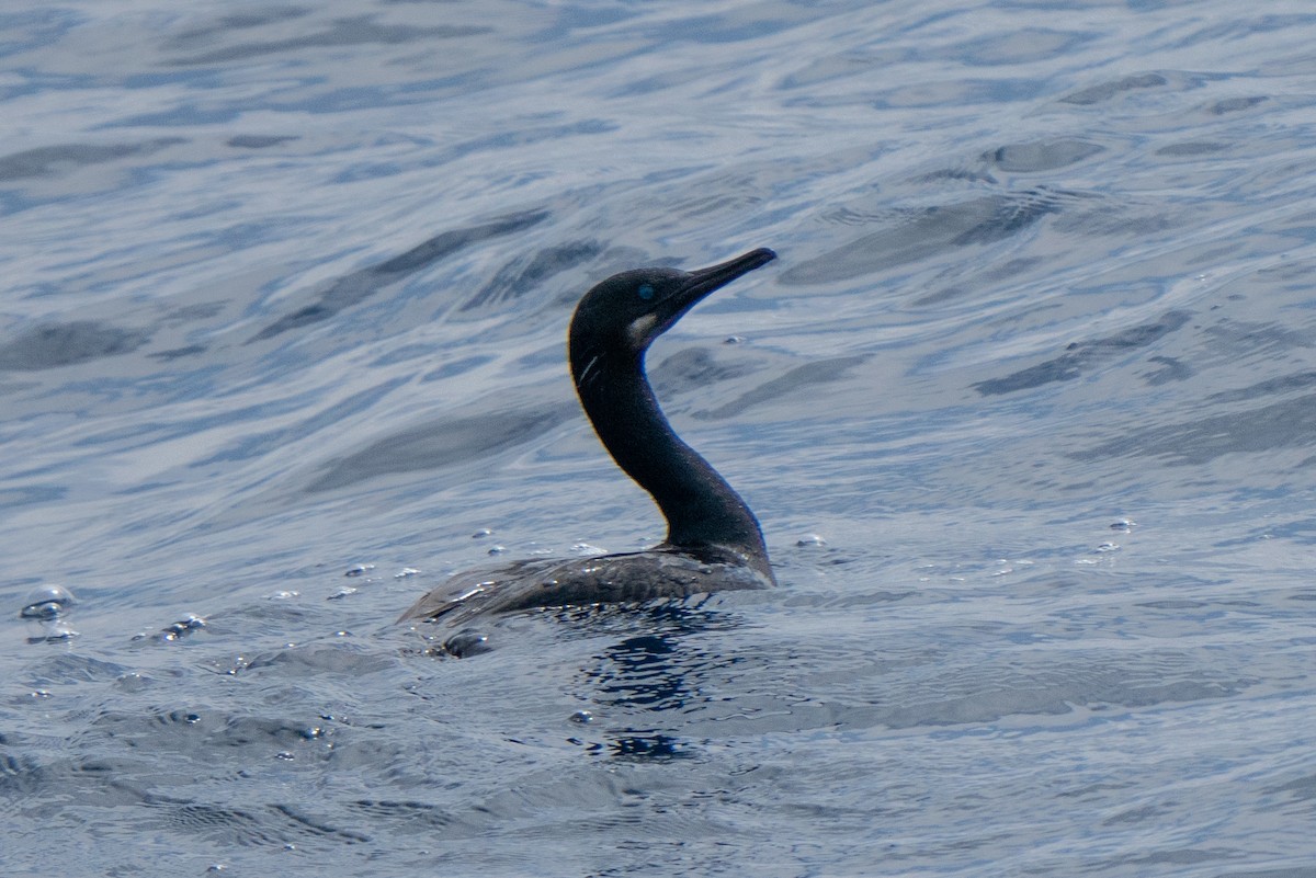 Brandt's Cormorant - ML220145841