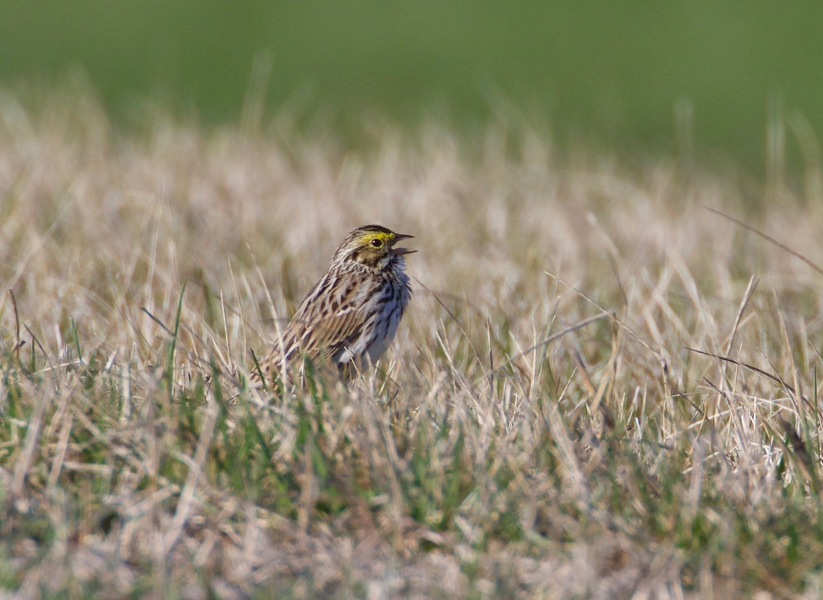 Savannah Sparrow - ML220146341