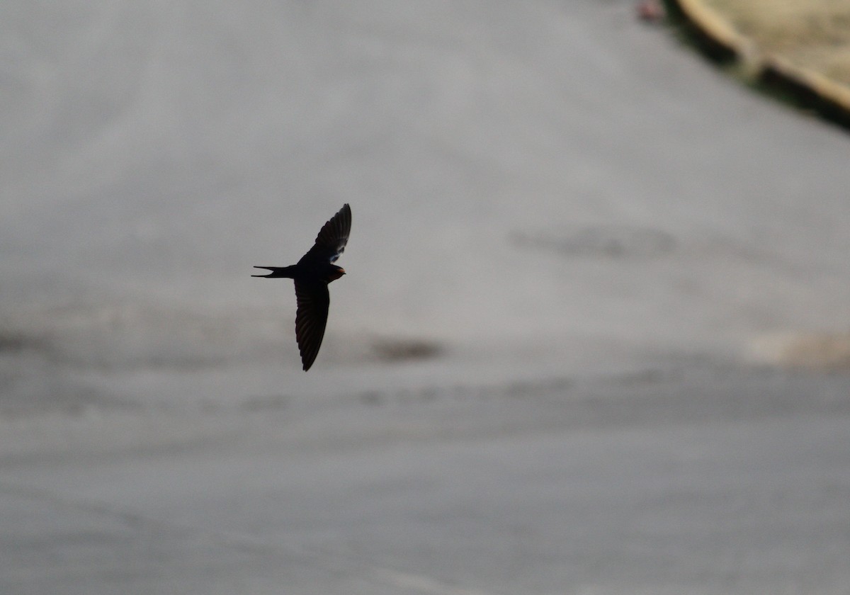 Barn Swallow - ML220146471