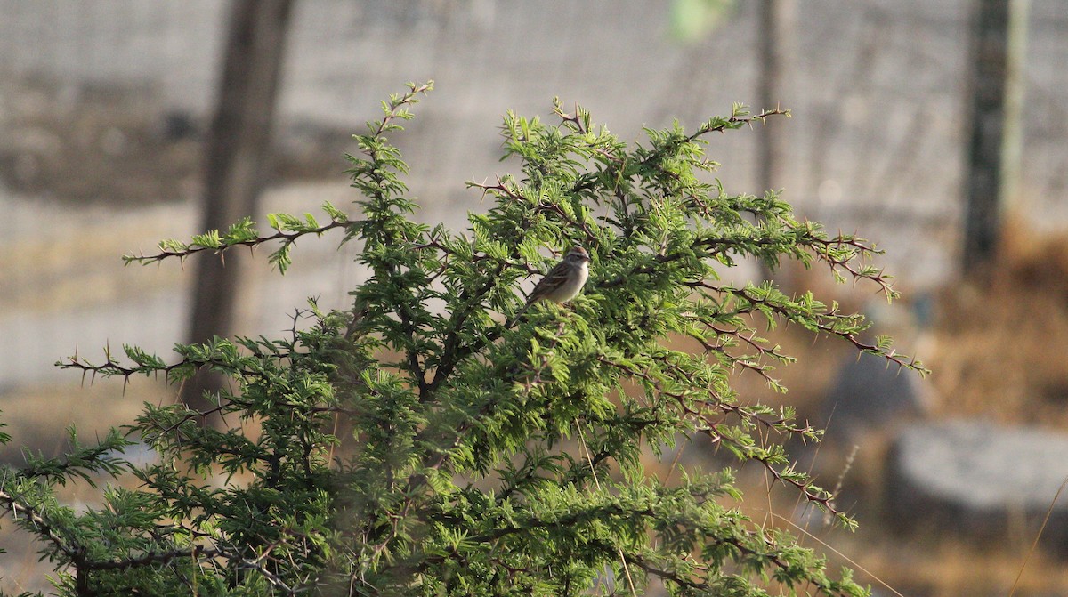 Chipping Sparrow - ML220146571