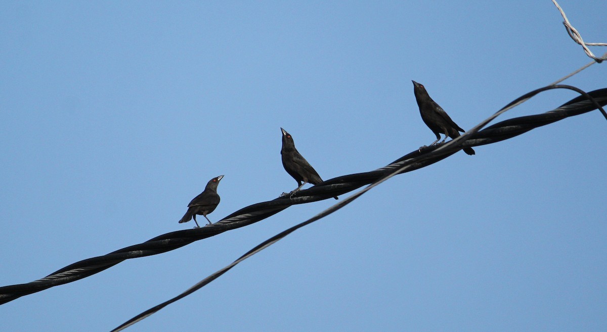 Bronzed Cowbird - ML220146621
