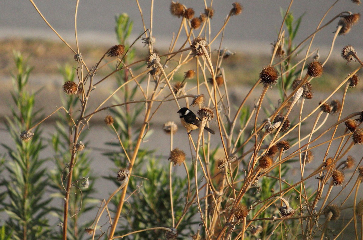 Cinnamon-rumped Seedeater - ML220146751