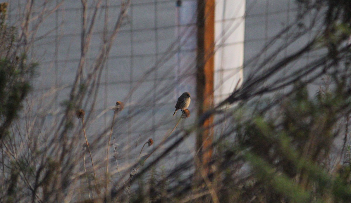 Cinnamon-rumped Seedeater - ML220146761