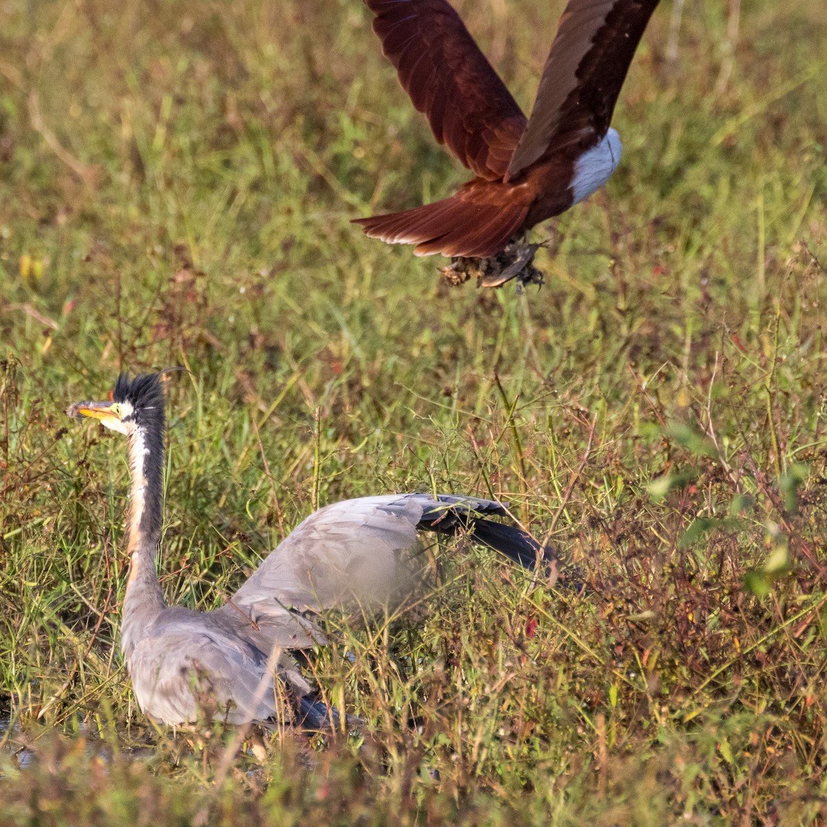 Brahminy Kite - Steve McInnis