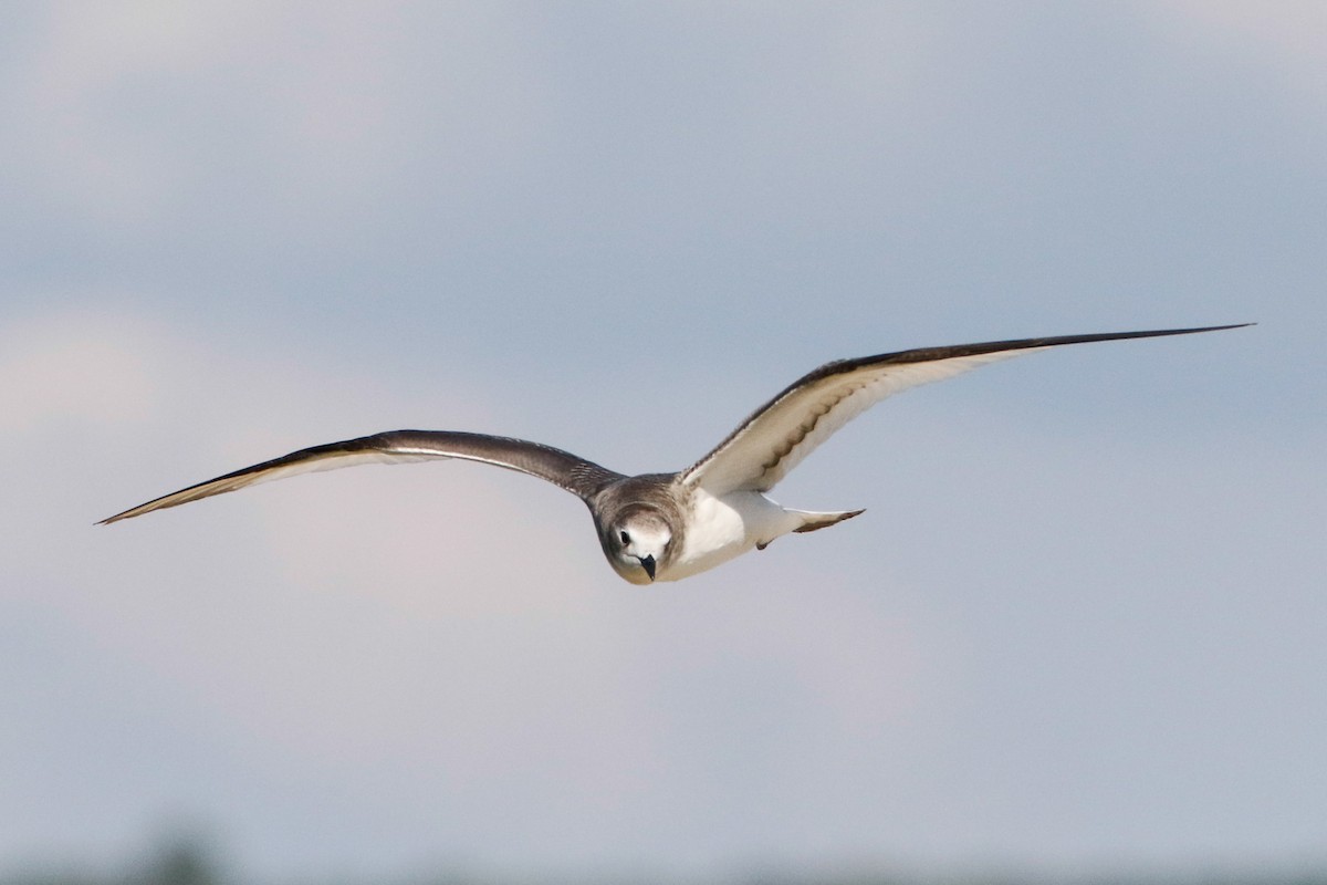 Sabine's Gull - ML220153311