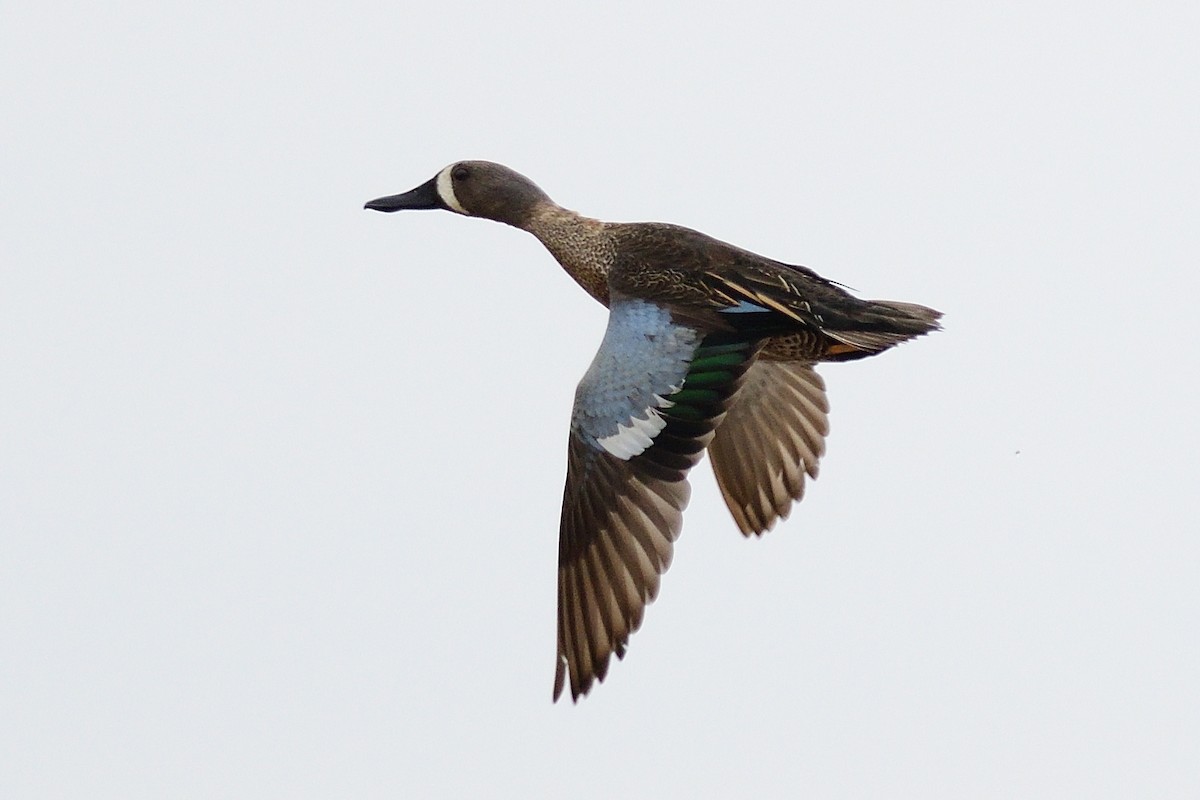 Blue-winged Teal - ML220154491
