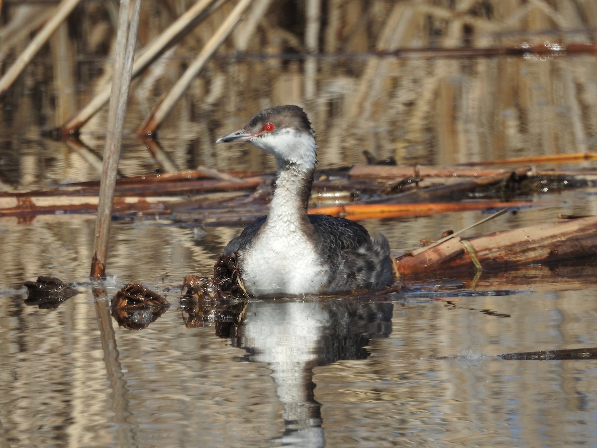 Horned Grebe - ML220155121