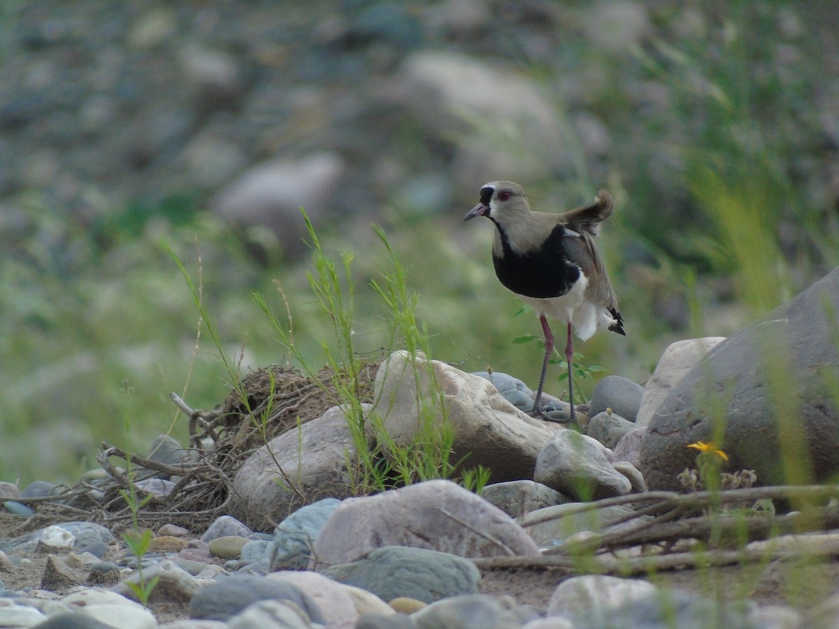 Southern Lapwing - ML220155751