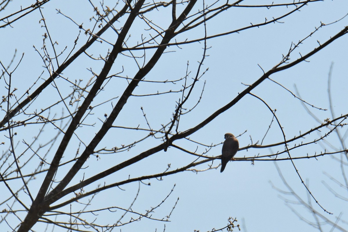 American Kestrel - Anonymous