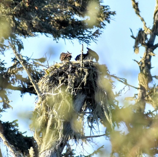 Osprey - ML220156551