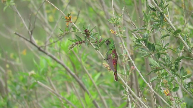 Colibrí Cometa - ML220157721