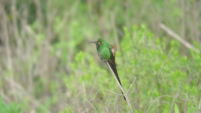 Colibrí Cometa - ML220157891