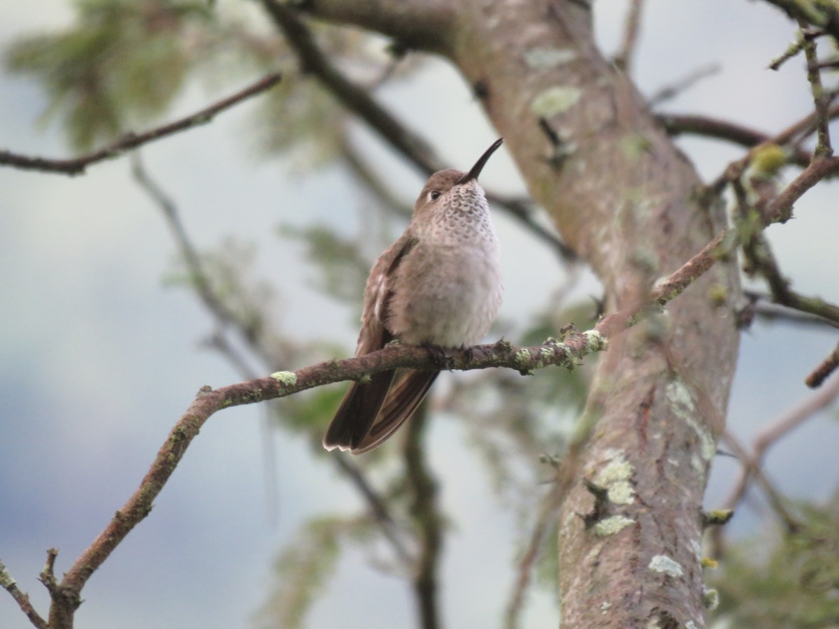 Spot-throated Hummingbird - Fernando Angulo - CORBIDI