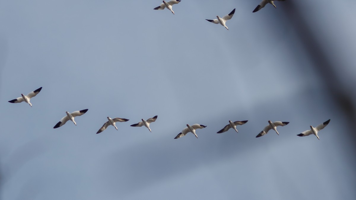 Snow Goose - Marc Boisvert