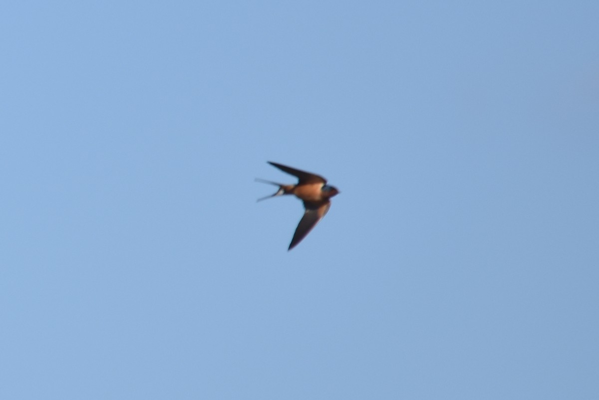Barn Swallow - ML220160471