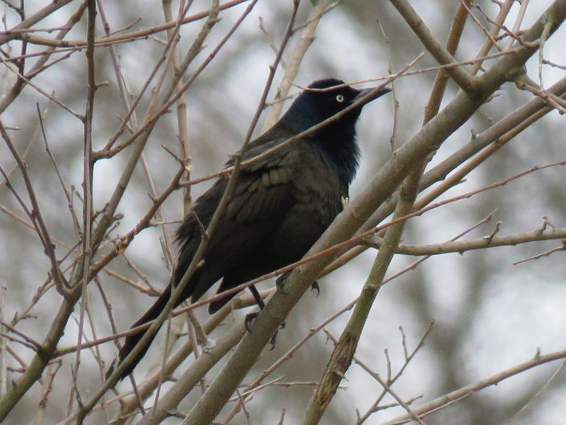 Common Grackle - ML220160971