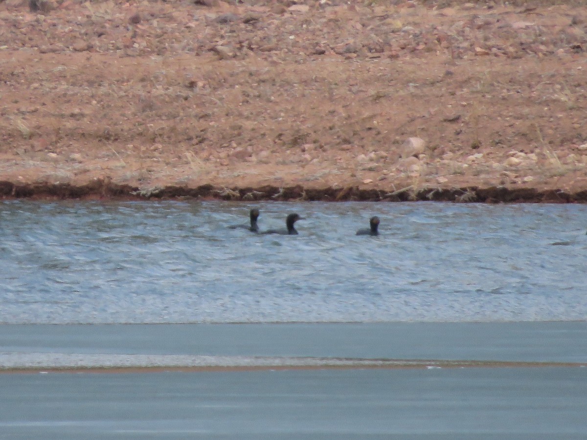 Double-crested Cormorant - ML220161241