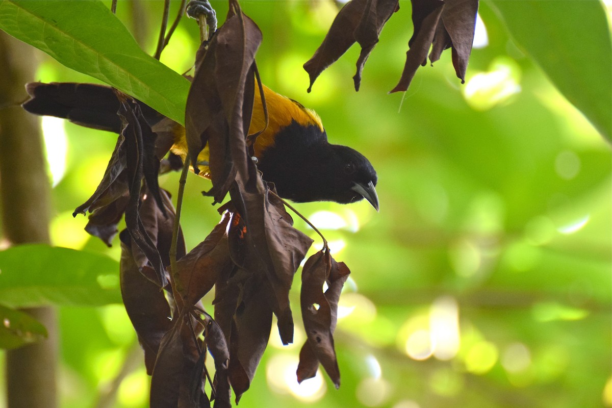 Montserrat Oriole - Brandon Nidiffer