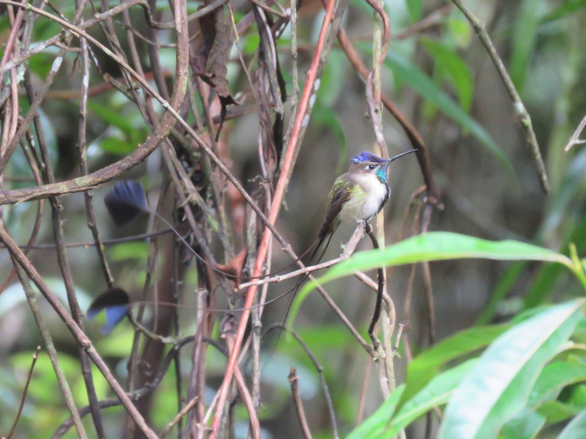 Marvelous Spatuletail - Fernando Angulo - CORBIDI