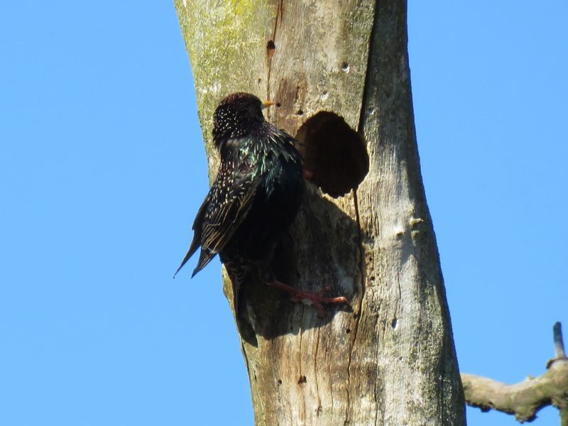 European Starling - ML220166451