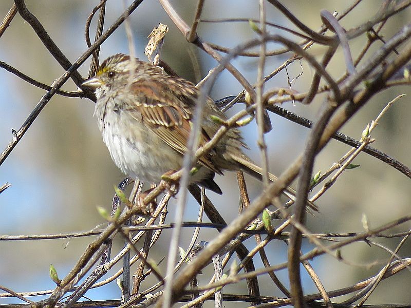 White-throated Sparrow - ML220166561