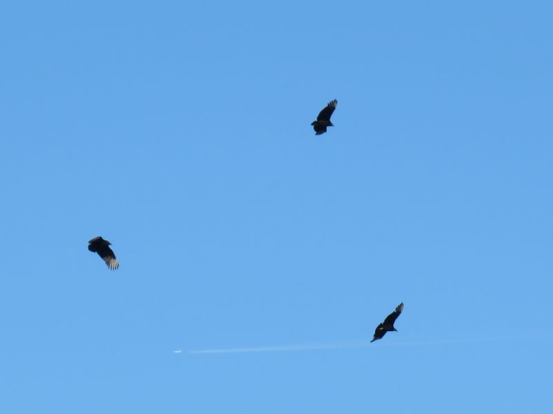 Black Vulture - ML220166621