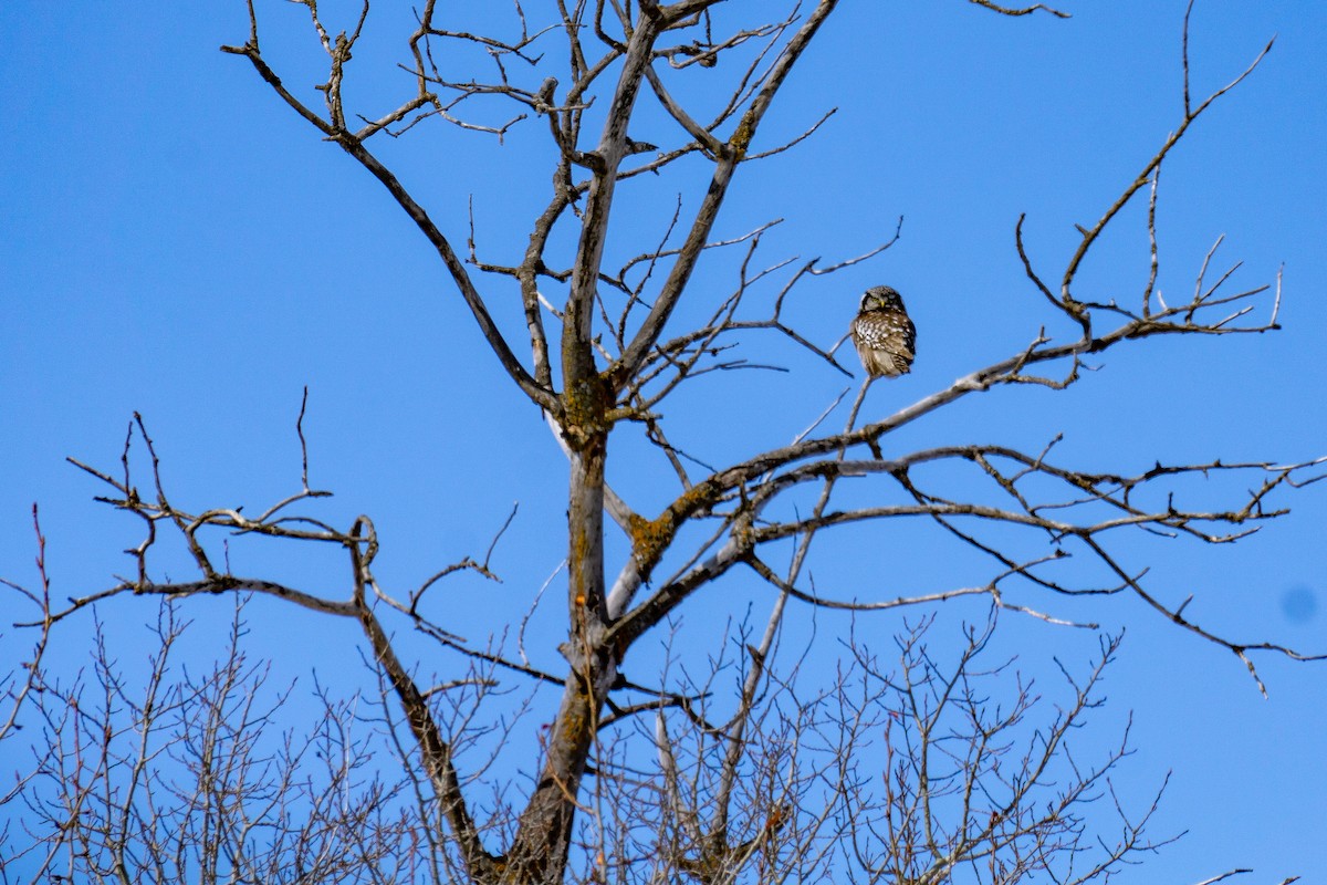 Northern Hawk Owl - ML220166951