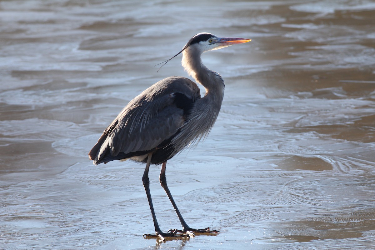 Great Blue Heron - Margaret Viens