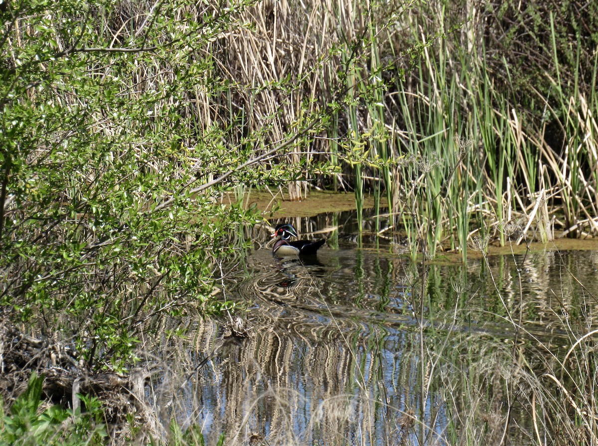Wood Duck - ML220167871