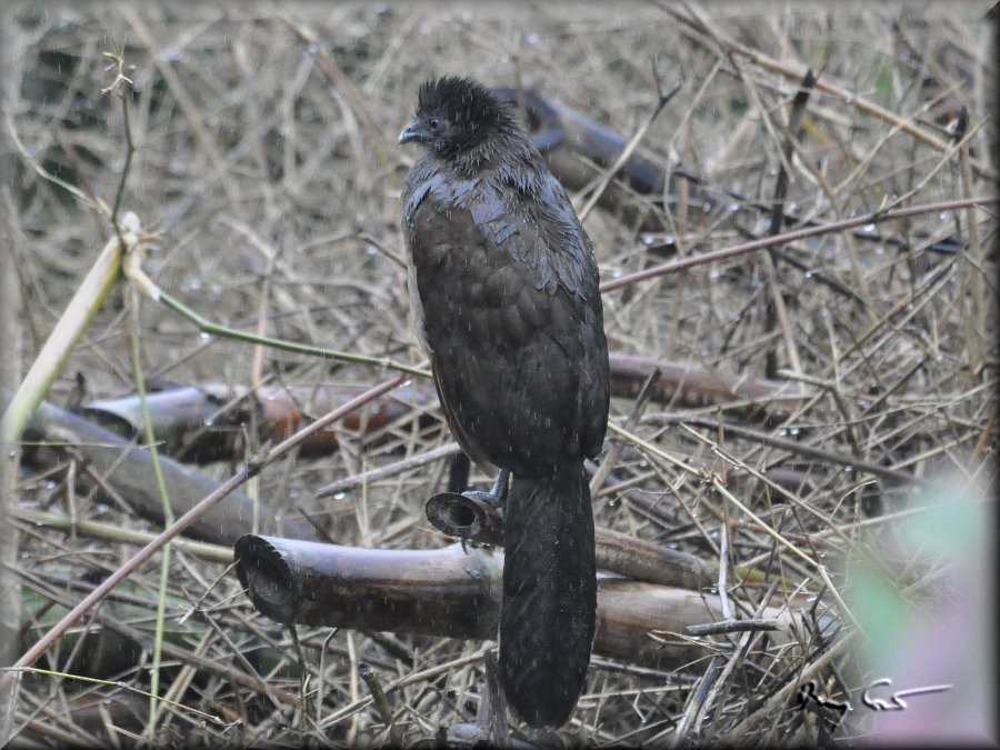 Gray-headed Chachalaca - ML220168491
