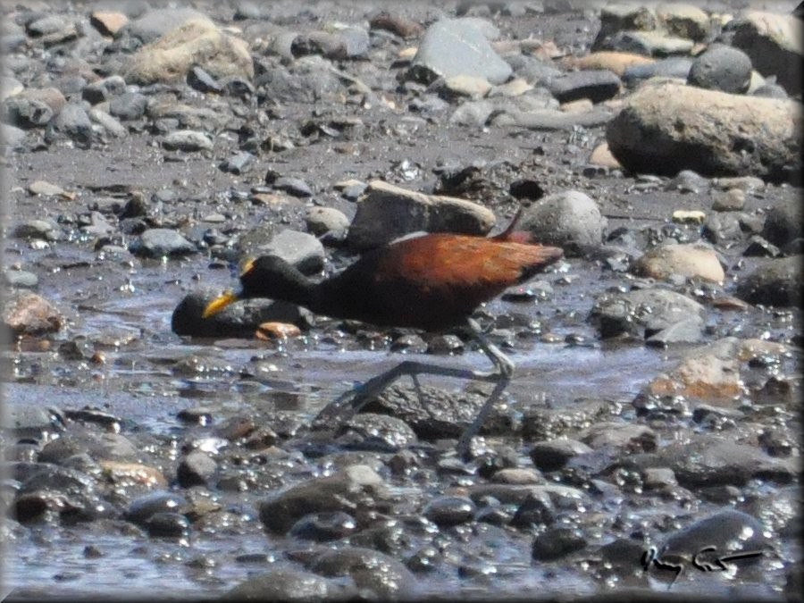 Northern Jacana - ML220168531