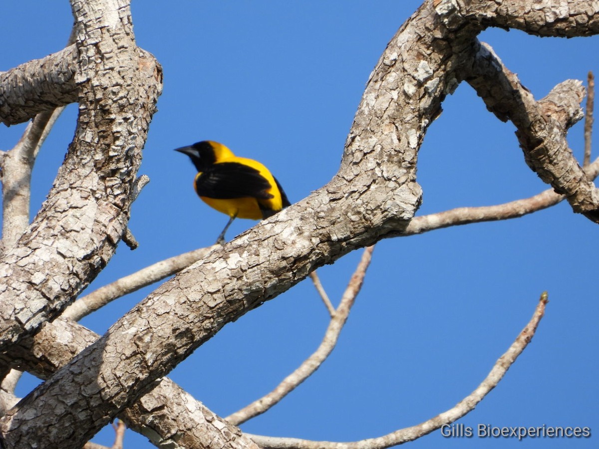 Yellow-backed Oriole - ML220168651