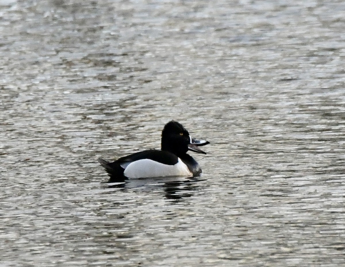 Ring-necked Duck - Alissa Kegelman