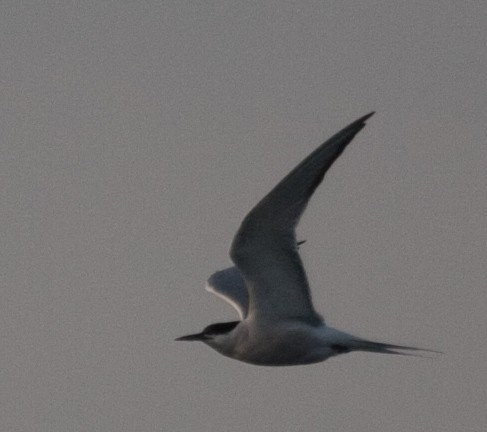 Common Tern - ML220174391